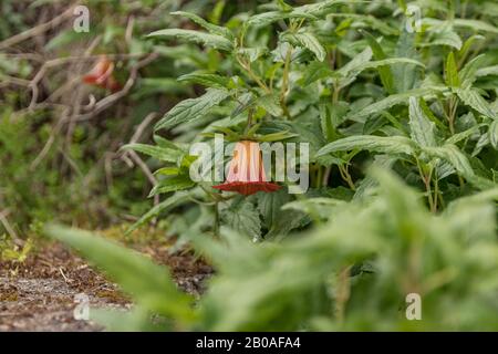 Canarina canariensis est une plante vivace glabre et gluceuse dans la famille des Campanulaceae, communément connue sous le nom de l'île des Canaries Be Banque D'Images