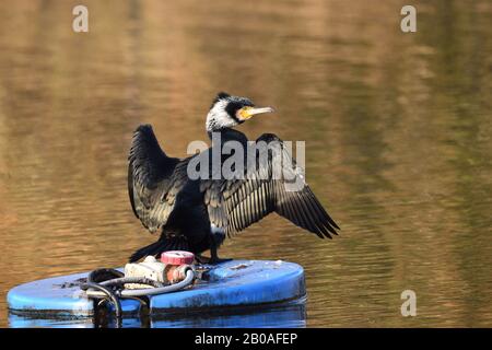 Super Cormorant sécher ses ailes au soleil d'hiver tout en perçant sur une pompe à eau. Angleterre, Royaume-Uni. Banque D'Images