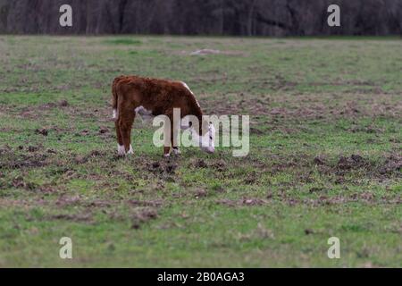 Un joli et flou jeune veau de taureau de Polled Hereford avec un adorable visage blanc pacage seul dans un pâturage de ranch avec sa tête vers le bas comme il se nourrit sur le vert Banque D'Images