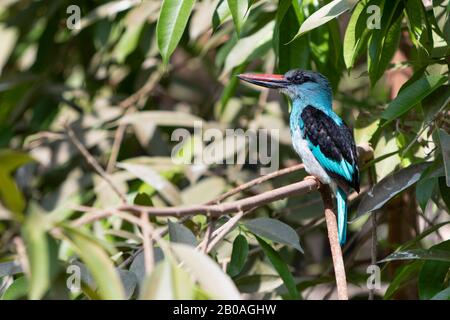 Portrait Croisé Des Oiseaux De Kingfisher Halcyon Malimbica Banque D'Images