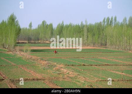 CHINE, PROVINCE DE GANSU, PRÈS DE SHANDAN, SEMI-DÉSERT, CHAMPS DE BLÉ IRRIGUÉ Banque D'Images