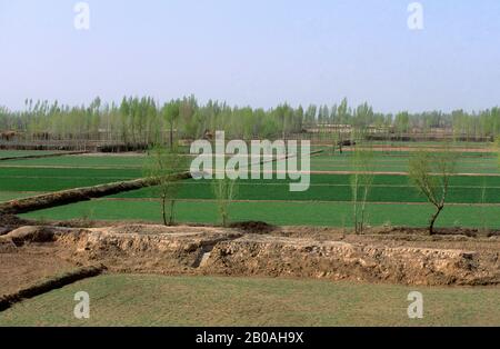 CHINE, PROVINCE DE GANSU, PRÈS DE SHANDAN, SEMI-DÉSERT, CHAMPS DE BLÉ IRRIGUÉ Banque D'Images