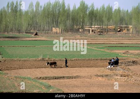 CHINE, PROVINCE DE GANSU, PRÈS DE SHANDAN, SEMI-DÉSERT, CHAMPS DE BLÉ IRRIGUÉ, PEUPLIERS Banque D'Images