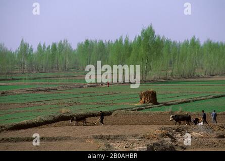 CHINE, PROVINCE DE GANSU, PRÈS DE SHANDAN, SEMI-DÉSERT, CHAMPS DE BLÉ IRRIGUÉ, PEUPLIERS Banque D'Images