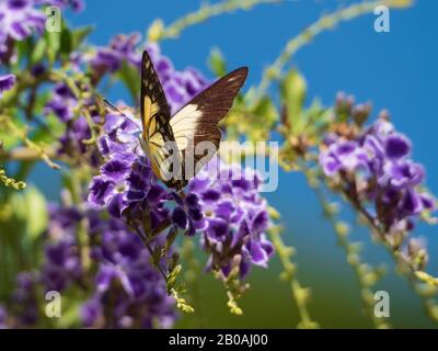 Ailes orange pâle, blanche et noire du papillon blanc sur de belles fleurs violettes de la Geisha Girl ou Duranta repens, Australie Banque D'Images