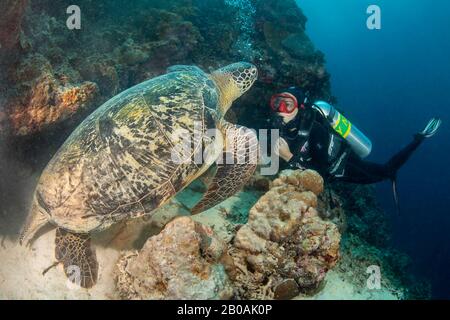 Tortue de mer verte, Chelonia mydas, et plongeur (MR). Philippines. Banque D'Images