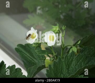 L'insecte ailé du genre Wasp sur une fleur blanche de la plante de fraise. L'horticulture - plantes fleuries à la maison sur le seuil de la fenêtre. Banque D'Images