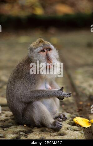 INDONÉSIE, BALI, UBUD, FORÊT DE SINGES, SINGE MACAQUE À QUEUE LONGUE Banque D'Images