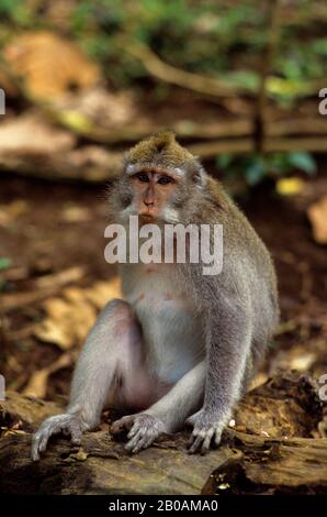 INDONÉSIE, BALI, UBUD, FORÊT DE SINGES, SINGE MACAQUE À QUEUE LONGUE Banque D'Images