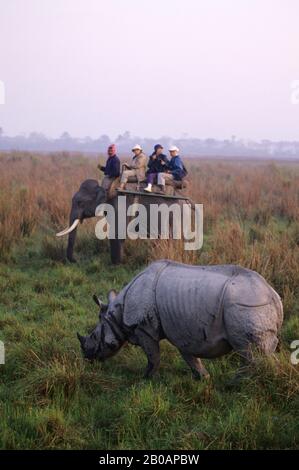 INDE, PROVINCE D'ASSAM, NP DE KAZIRANGA, RHINO INDIEN À UNE HORNE, TOURISTES SUR L'ÉLÉPHANT Banque D'Images