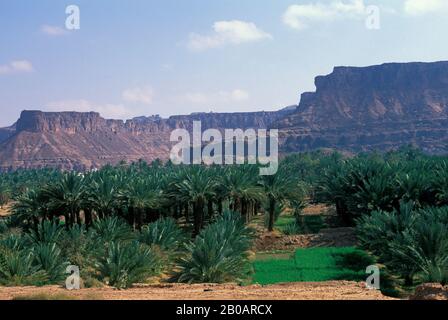 ARABIE SAOUDITE, VILLE AL ULA, DATE PLANTATION DE PALMIERS Banque D'Images