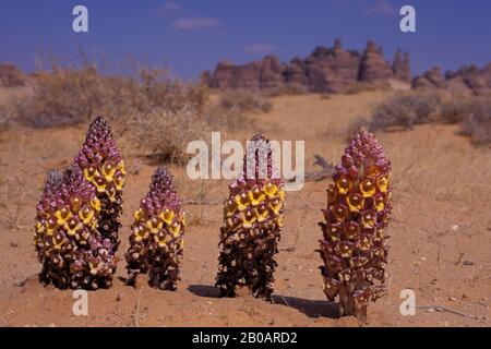 ARABIE SAOUDITE, MADAIN SALEH, FLEURS DU DÉSERT Banque D'Images