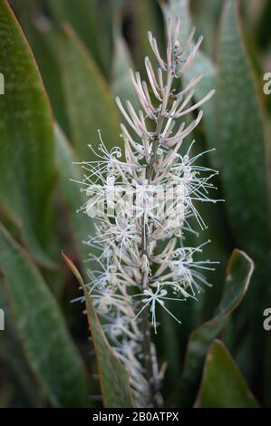 Fleur de la plante Snake, Dracaena trifasciata, Sansevieria Trifasciata, langue du diable. Yucatan. Mexique. Banque D'Images