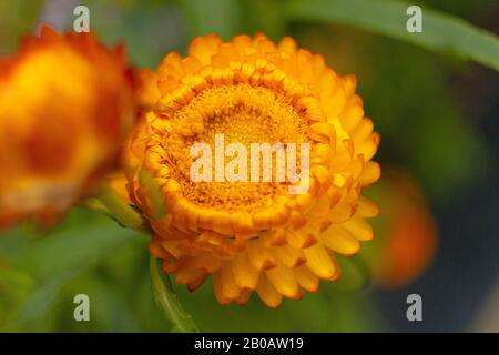 Orange Dahlia Au Flower Garden Banque D'Images