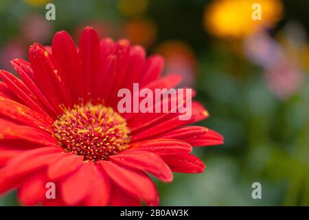 Red Daisy Au Flora Park Banque D'Images