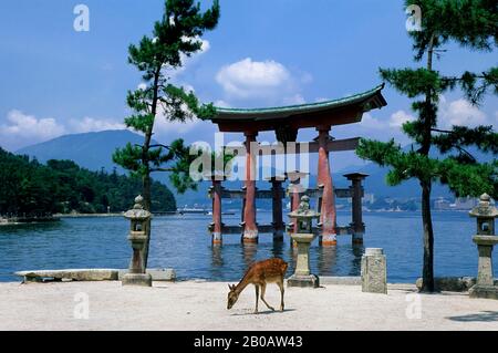 JAPON, PRÈS D'HIROSHIMA, ÎLE MIYAJIMA, PORTE OTORII, CERF SIKA Banque D'Images