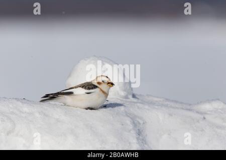 L'hiver, on se nourrit de bondes de neige (Plectrophenax nivalis) Banque D'Images