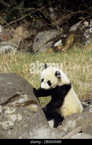 CHINE, PROVINCE DU SICHUAN, RÉSERVE DE WOLONG PANDA, GÉANT PANDA CUB (AILIROPODA MELANOLEUCA), 6 MOIS Banque D'Images