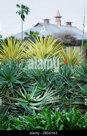 Jardins botaniques de Sydney massés Aloe arborescens, plantes succulentes avec des fleurs rouges plantes d'Agave avec un grand palmier et le Conservatorium of Music Banque D'Images
