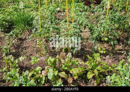 Lactuca sativa - laitue et pas encore mûre Lycopersicon esculentum - Tomates, Allium - plantes d'oignon dans jardin biologique résidentiel de légumes. Banque D'Images