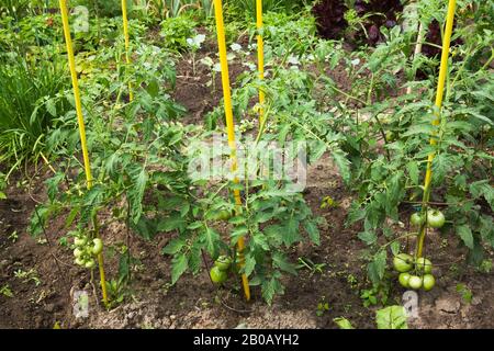 Pas encore mûr Lycopersicon esculentum - Tomates, Allium - Onion plantes dans jardin biologique résidentiel d'arrière-cour légumes en été. Banque D'Images