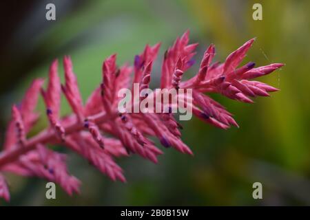 Photo macro, de la fleur rose chaud à pointe violette d'Aechmea dichlamydea var. Trinitensis - Bromeliaceae, famille de broméliad - RBGS Sydney Banque D'Images