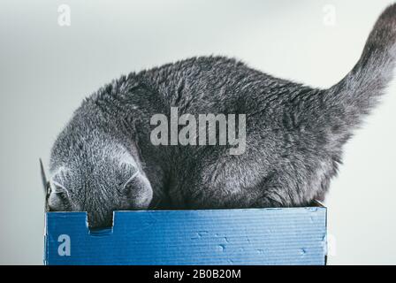 Chat gris écossais pliant assis dans une boîte à chaussures bleue. Les chats sont généralement très curieux et grimpent dans des boîtes Banque D'Images