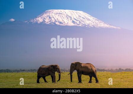 Deux éléphants avec le mont Kilimandjaro en arrière-plan Banque D'Images