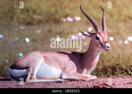 un taureau gazelle de Thomson à Maasai Mara, au Kenya. C'est l'une des gazelles les plus connues. Banque D'Images