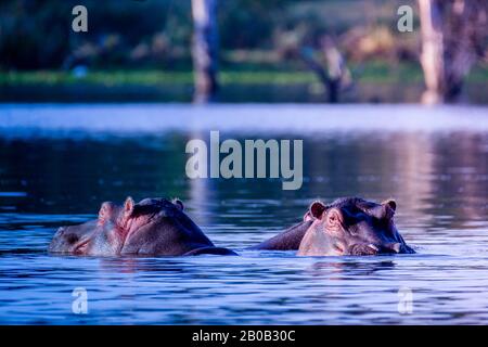 Deux hippopotames communs dans l'eau ( Hippopotamus amphibius ) Banque D'Images