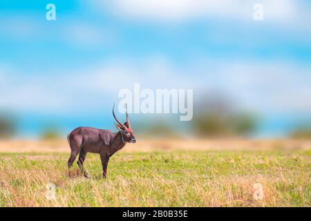 un taureau gazelle de Thomson à Maasai Mara, au Kenya. C'est l'une des gazelles les plus connues. Banque D'Images