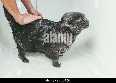 Le chat gris écossais de pliage prend un bain avec son propriétaire. Elle prend soin de lui et lave soigneusement sa fourrure Banque D'Images