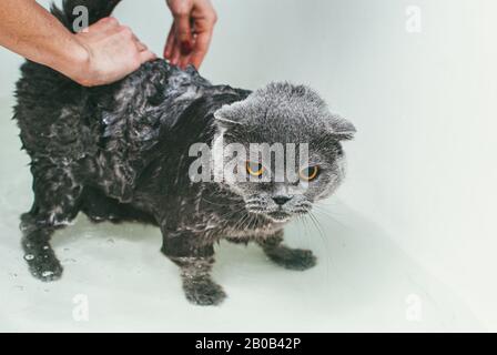 Le chat gris écossais de pliage prend un bain avec son propriétaire. Elle prend soin de lui et lave soigneusement sa fourrure Banque D'Images