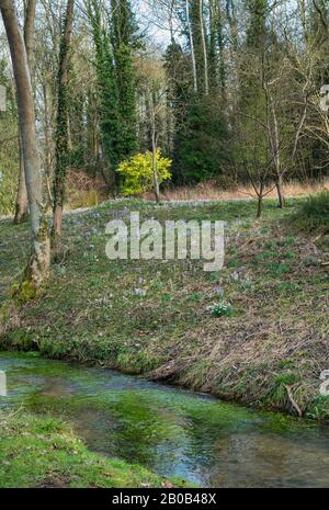 Evenley Wood Gardens En Février. Jardins de bois d'Evenley, Evenley, Northamptonshire, Angleterre Banque D'Images