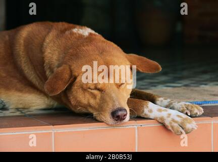 Un chien dormait dans une maison rurale dans la vieille ville de Luang Prabang, au Laos. Banque D'Images