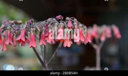 En fleurs fleurs Kalanchoe au jardin botanique de printemps. Banque D'Images