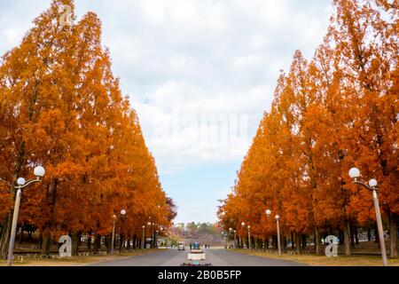 Corridor Des Arbres Ginkgo Dans Le Parc Tsurumi Ryokuchi En Automne, Osaka, Japon Banque D'Images