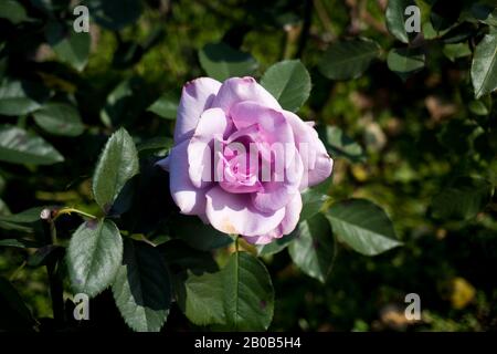 Rose rose (Floribunda) floraison dans le jardin des roses Banque D'Images