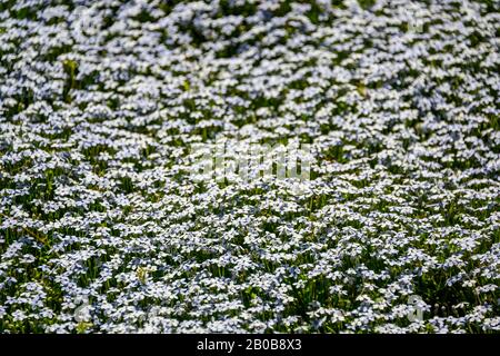 Belles fleurs blanches fleuries au printemps. Feuilles vertes en arrière-plan. Image nature très vive et colorée. Photograp de fleurs et de paysages Banque D'Images