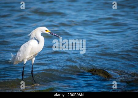 Un Egret blanc de neige à Rockport, Texas Banque D'Images