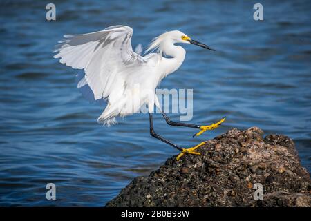 Un Egret blanc de neige à Rockport, Texas Banque D'Images