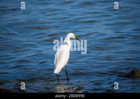 Un Egret blanc de neige à Rockport, Texas Banque D'Images