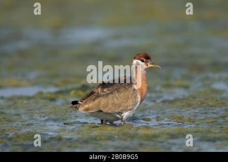 Parc National Keoladeo, Bharatpur, Rajasthan, Inde. Jacana À Ailes De Bronze, Metopidius Indicus Indicus Banque D'Images