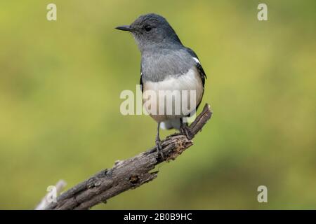 Parc National Keoladeo, Bharatpur, Rajasthan, Inde. Magpie Robin Féminin, Copsychius Saularis Banque D'Images