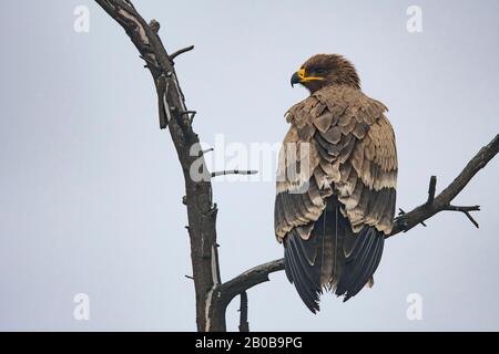 Parc National Keoladeo, Bharatpur, Rajasthan, Inde. Steppe Eagle, Aquila Nipalensis Banque D'Images