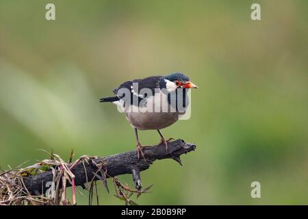 Parc National Keoladeo, Bharatpur, Rajasthan, Inde. Pied Starling, Gracica Contra Banque D'Images