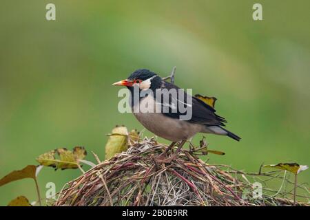 Parc National Keoladeo, Bharatpur, Rajasthan, Inde. Pied Starling, Gracica Contra Banque D'Images