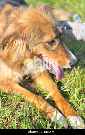 Gros plan, un magnifique chien rouge et noir se trouve avec ses pattes étirées. La main de la personne qui tient la laisse. Photographie verticale Banque D'Images
