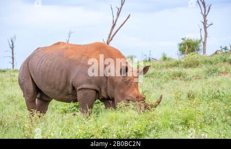 Un seul pâturage isolé de rhinocéros blanc sur l'image de savane africaine en format horizontal Banque D'Images