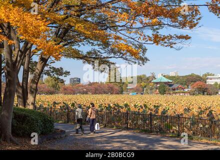 Bassin de Shinobazu dans le parc d'Ueno, Tokyo, Japon Banque D'Images